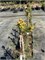 Picea asperata Mongolei 4324 - фото 17923