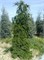 Abies nordmanniana Pendula 4340 - фото 17927