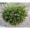 Picea orientalis Rezek 4363 - фото 17935