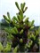 Picea glauca Anusia 4357 - фото 17936