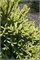 Picea glauca Mac Gold 4359 - фото 17944