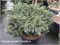 Picea mariana OMG 4350 - фото 17948