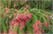 Picea abies Rubra Spicata 4375 - фото 17953