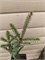 Ель сербская Ауреа (Picea omorika Aurea) 4031 - фото 17965