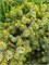 Ель сербская Певе Тиджин (Picea omorika Peve Tijn) 3695 - фото 17966