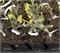 Picea omorika Aurea Sport 4394 - фото 17974