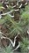 Pinus strobus Pendula SDL 4399 - фото 17979