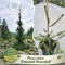 Picea abies Emerald Waterfalls 4306 - фото 17980