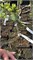 Picea glauca KB Burbol 4400 - фото 17982