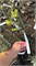 Picea omorika Aurea Sport 4394 - фото 17983