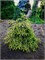 Picea orientalis Spring Frost 4401 - фото 17984