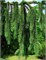 Picea abies Cranstonii 4407 - фото 17987