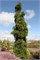 Пихта белая Пендула (Picea alba Pendula) 4411 - фото 17994
