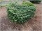 Abies cephalonica Meyer's Dwarf 4412 - фото 17995
