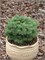 Abies concolor Minima 4413 - фото 17996