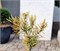 Abies concolor Redyk 4414 - фото 17997