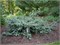 Abies numidica Glauca Pendula 4416 - фото 17999