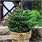 Abies koreana Molli 4417 - фото 18000