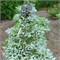 Abies koreana Silver Star 4418 - фото 18001
