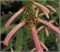 Picea abies Roseum 4422 - фото 18007