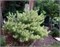 Pinus densiflora Burke's Red Variegated 4423 - фото 18008