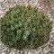 Pinus mugo Kostelnicek 4427 - фото 18011
