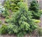 Picea abies Breweriana 4431 - фото 18014