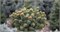 Picea rubens Hexe 4432 - фото 18015