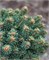 Picea rubens Hexe 4432 - фото 18016