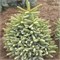 Abies pinsaro Aurea 4433 - фото 18017