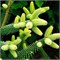 Abies pinsaro Aurea 4433 - фото 18018