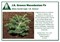 Abies borisii-regis K.Greece 4435 - фото 18021