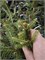 Picea abies Amadigi 4430 - фото 18058