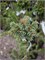 Picea abies Spilka 4326 - фото 18059