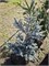 Picea glauca Blue Star 4319 - фото 18061