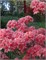 Azalea Homebush 4449 - фото 18068