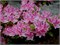Azalea japonica Kermesina Rose 4450 - фото 18069