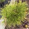 Pinus mugo Darob Sun 4455 - фото 18073