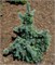 Picea engelmanii Hoodie 4456 - фото 18074