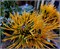 Pinus mugo Golden Weis 4457 - фото 18075