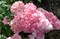 Гортензия метельчатая Строберри Блоссом-розовый