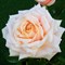Роза чайно-гибридная Барбадос-розовый