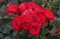 Роза чайно-гибридная Доминика-красный