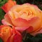 Роза чайно-гибридная Ибица-оранжевый