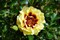 Роза персидский гибрид Сансет Бейбилон Айз-желтый