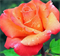 Роза Амбассадор-оранжевый