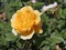 Роза Голден Лиф-желтый