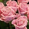 Роза Карла Кеано-розовый
