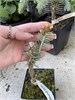 Оксана Аракелян