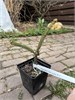 Ирина Мухортова
